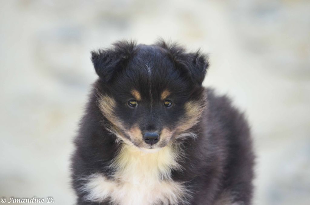 du Domaine du Kalive - Shetland Sheepdog - Portée née le 02/06/2022