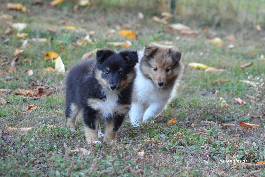 du Domaine du Kalive - Shetland Sheepdog - Portée née le 07/07/2019
